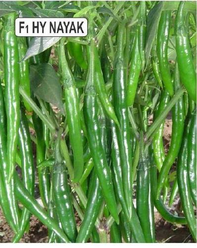 Green Chillis Seeds Green Chillis Seeds