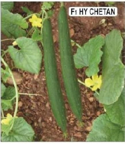 Sponge Gourd Seeds