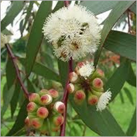 Eucalyptus Oil