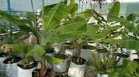 Garden Grow Bags