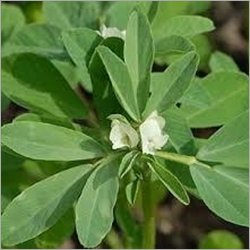 Fenugreek Oil