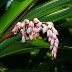 Galangal Oil
