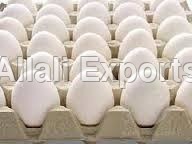 Fresh Chicken Eggs