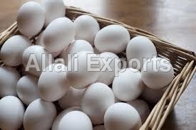 White Chicken Eggs