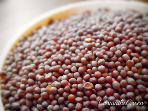 YELLOW MICRO MUSTARD SEED