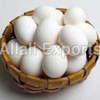 White Shell Eggs
