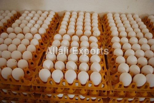 Table Eggs