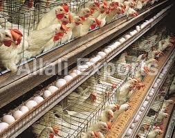 Hatching Chicken Eggs