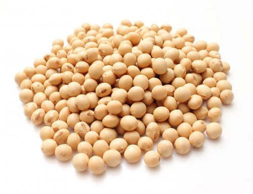 SOYABEAN SEED