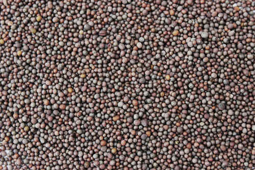 BLACK MUSTARD