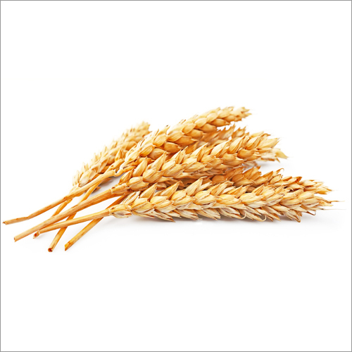 Wheat