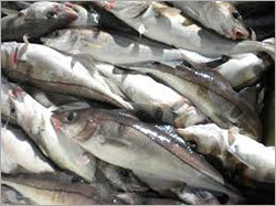 Fresh Fish