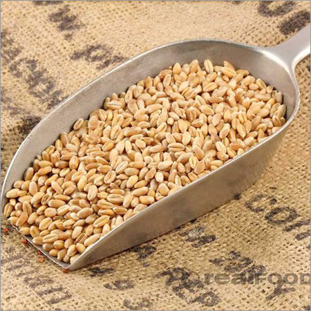Organic Wheat Grains