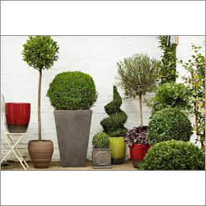 Outdoor Plants