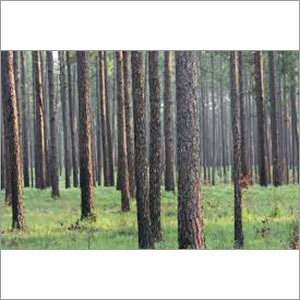 Timber Plants
