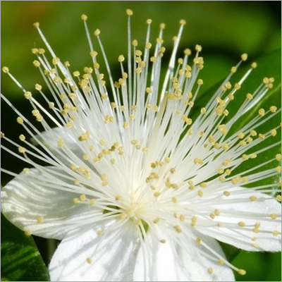 Green Myrtle Oil