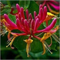 Honeysuckle Essential Oil