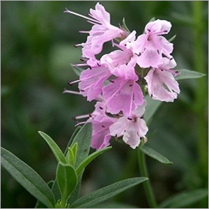 Hyssop Pure Essential Oil