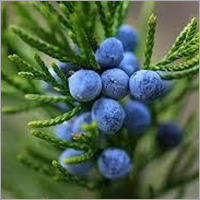 Juniperberry Oil