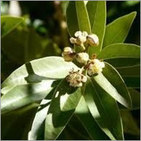 Laurel Leaf Oil