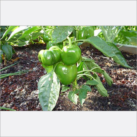 Seaweed Gardening - 18-24 Inch Plant Height, 3-4 Inch Fruit Size | Fast Growth, High Yield, Disease Resistant, Sustainable