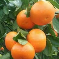 Mandarin Oil