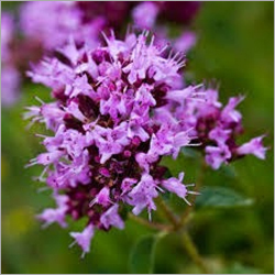 Marjoram Oil
