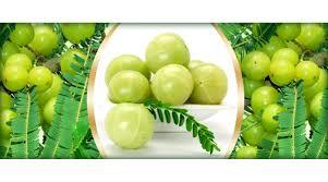 Amla Herbs