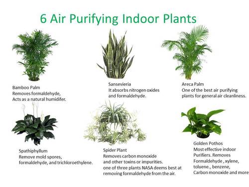 Indoor Plants