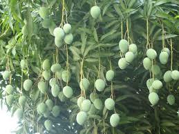 Mango Plant