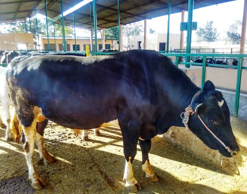 Holstein Friesian buffalo Milk