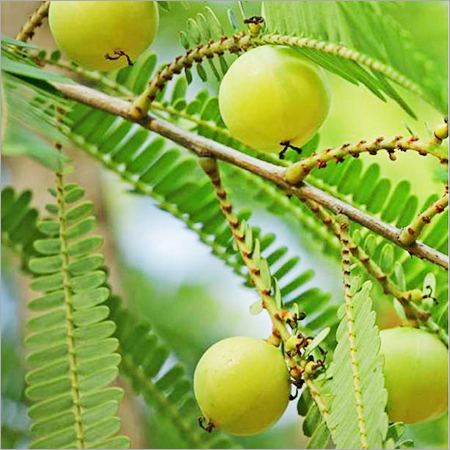 Fresh Amla