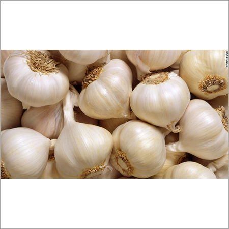 Indian Garlic