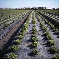 Plastic Mulch Film - 400 Meter Length, Durable Polyethylene, Waterproof, Tear Resistant, Weather Resistant