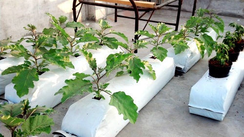 Greenhouse Grow Bags