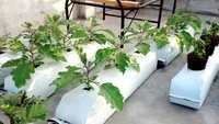 Hydroponic Grow Bags