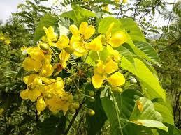 Avaram Senna Juice