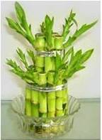 2 Layer Lucky Bamboo
