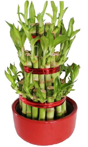 3 Layer Lucky Bamboo