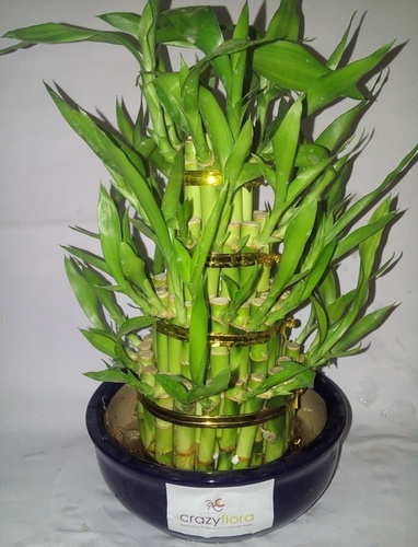 4 Layer Lucky Bamboo