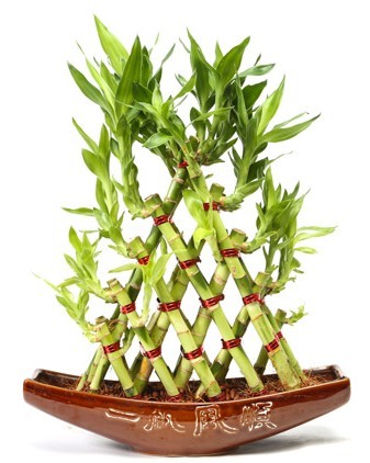 5 Layer Pyramid Shape Bamboo