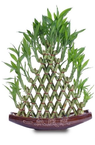 8 Layer Pyramid Shape Bamboo