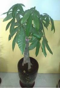 Pachira Money Tree Pachira Money Tree