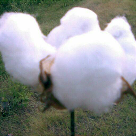 Raw Cotton