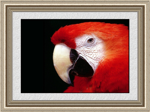 Birds and Animals Paintings 0006