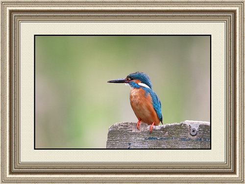 Birds and Animals Paintings 0010