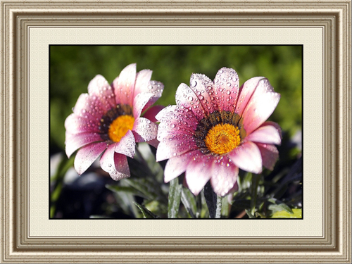 Large Flower Oil Paintings