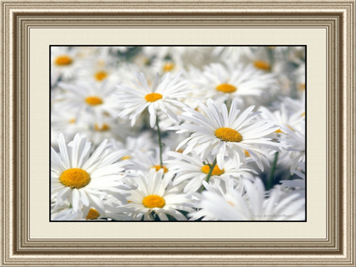Contemporary Flower Paintings
