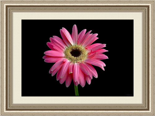 Watercolor Flower Paintings