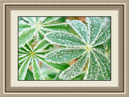 Famous Flower Painting